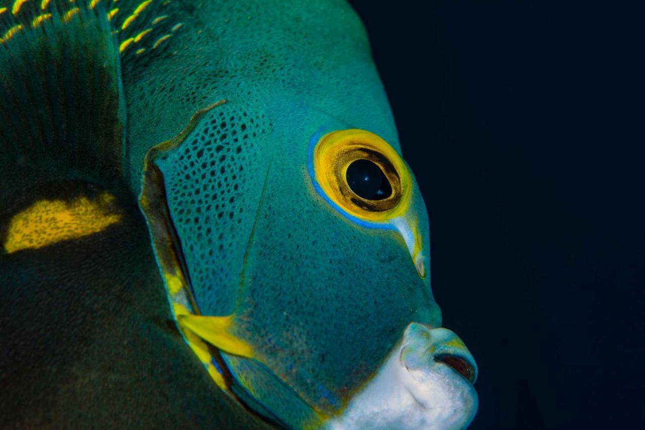 Den Laman - Balloonfish Kralendijk  Ngoại thất bức ảnh